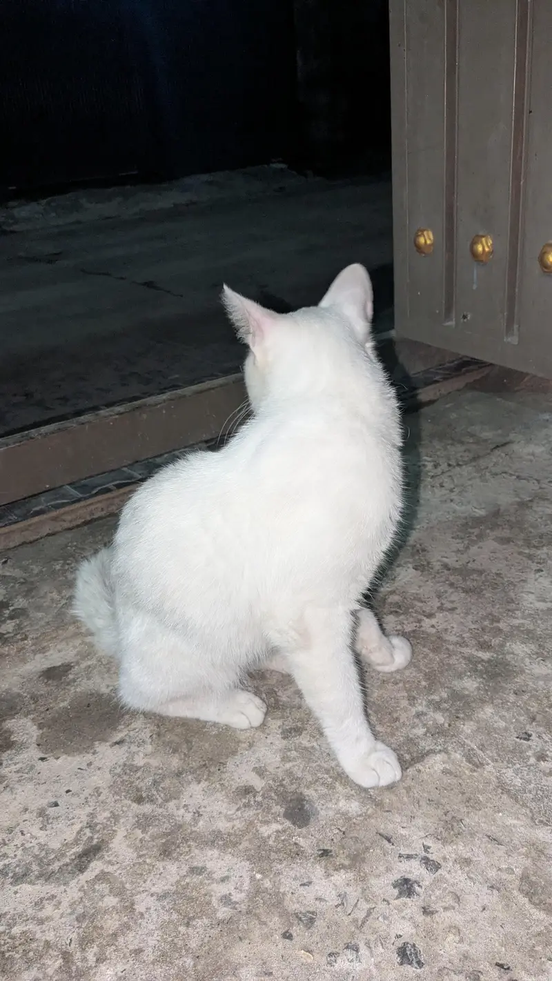 Persian cat for sale — photo 2