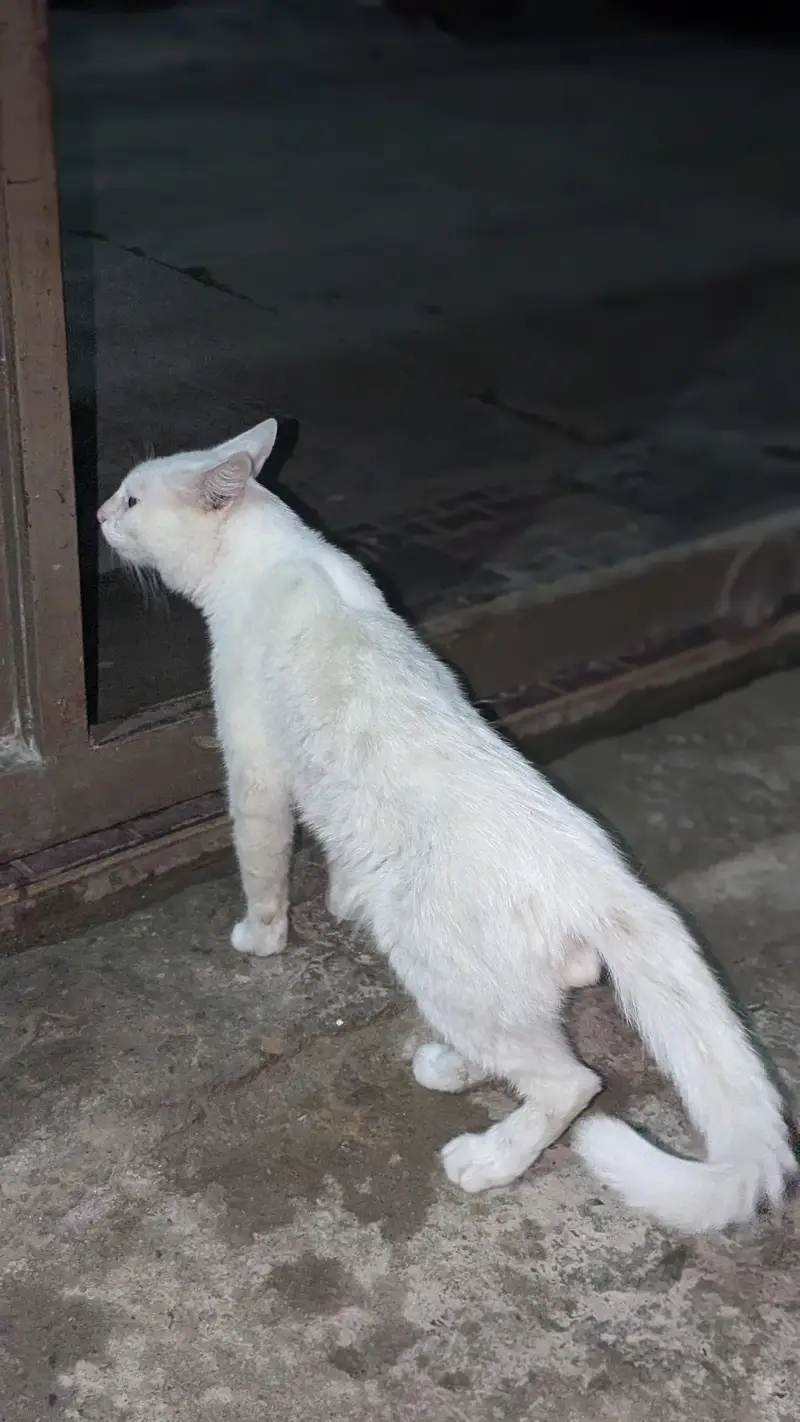Persian cat for sale — photo 3
