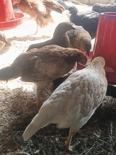 2.5 month female pathe healthy