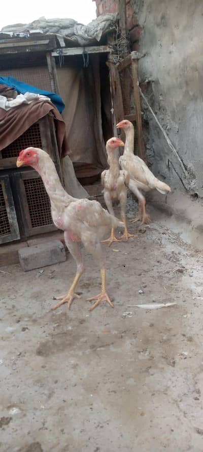 2male 1 female