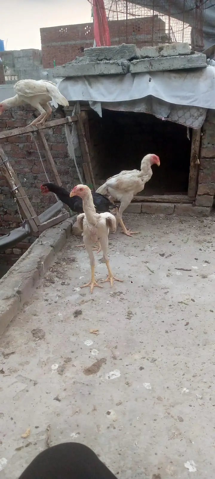 2male 1 female — photo 2