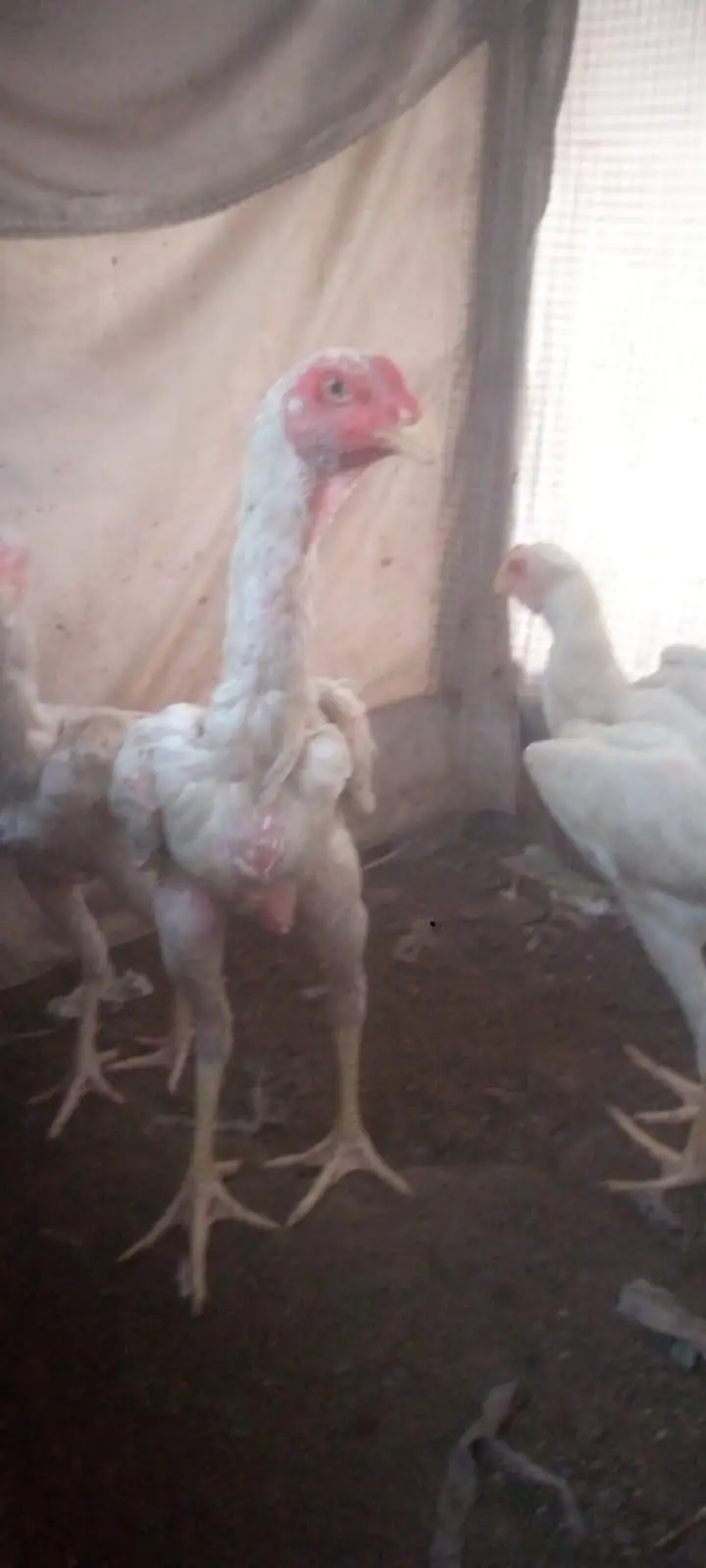 2male 1 female — photo 3