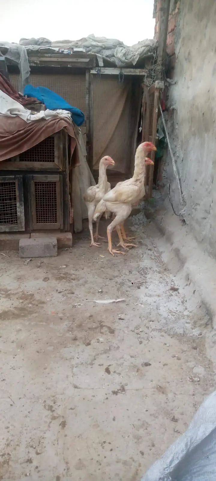 2male 1 female — photo 4