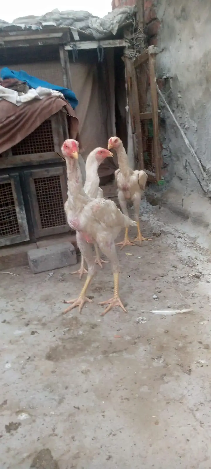 2male 1 female — photo 5