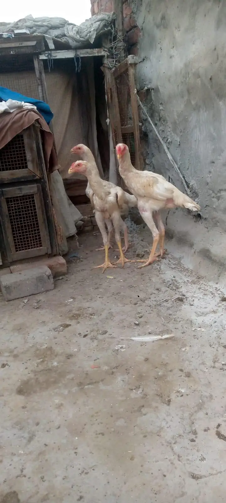 2male 1 female — photo 6