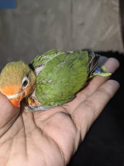 handtame lovebirds chick