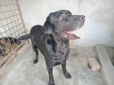 labrador