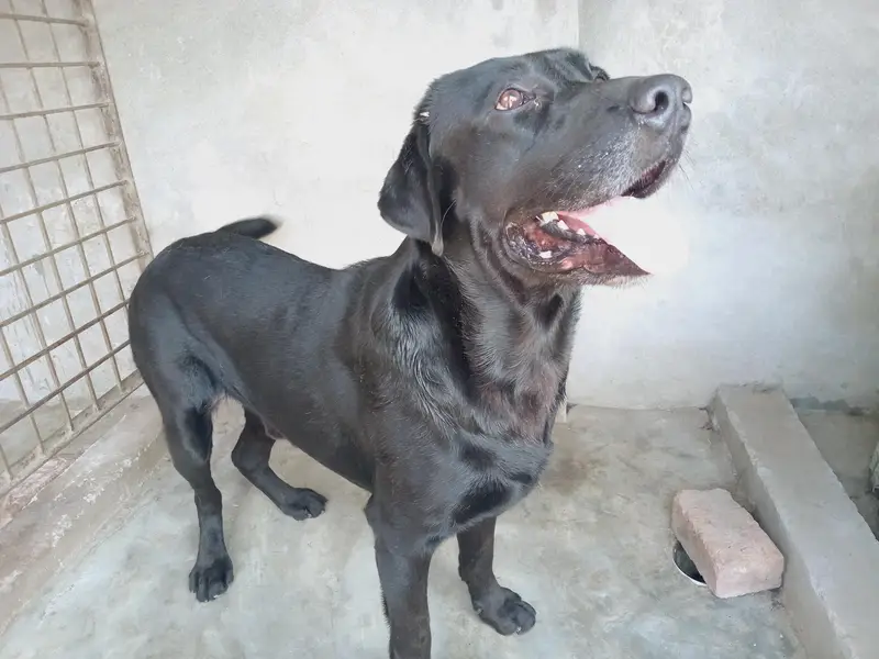 labrador — photo 2