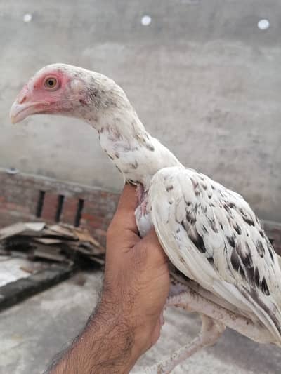 Cheena pathia patha 3000 per piece