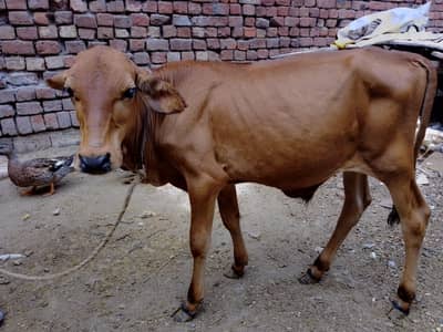 sahiwal bchrey