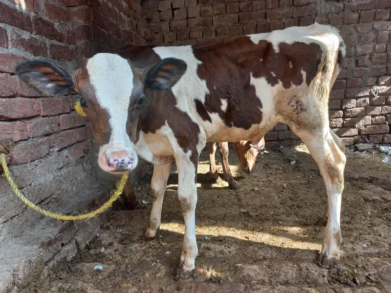 sahiwal bchrey — photo 2