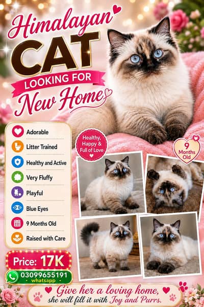 PURE BREED HIMALAYAN PERSIAN FEMALE PENTA COATED CAT