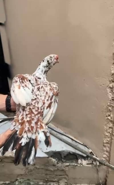 Old bloodline cheeni murgi available for sale