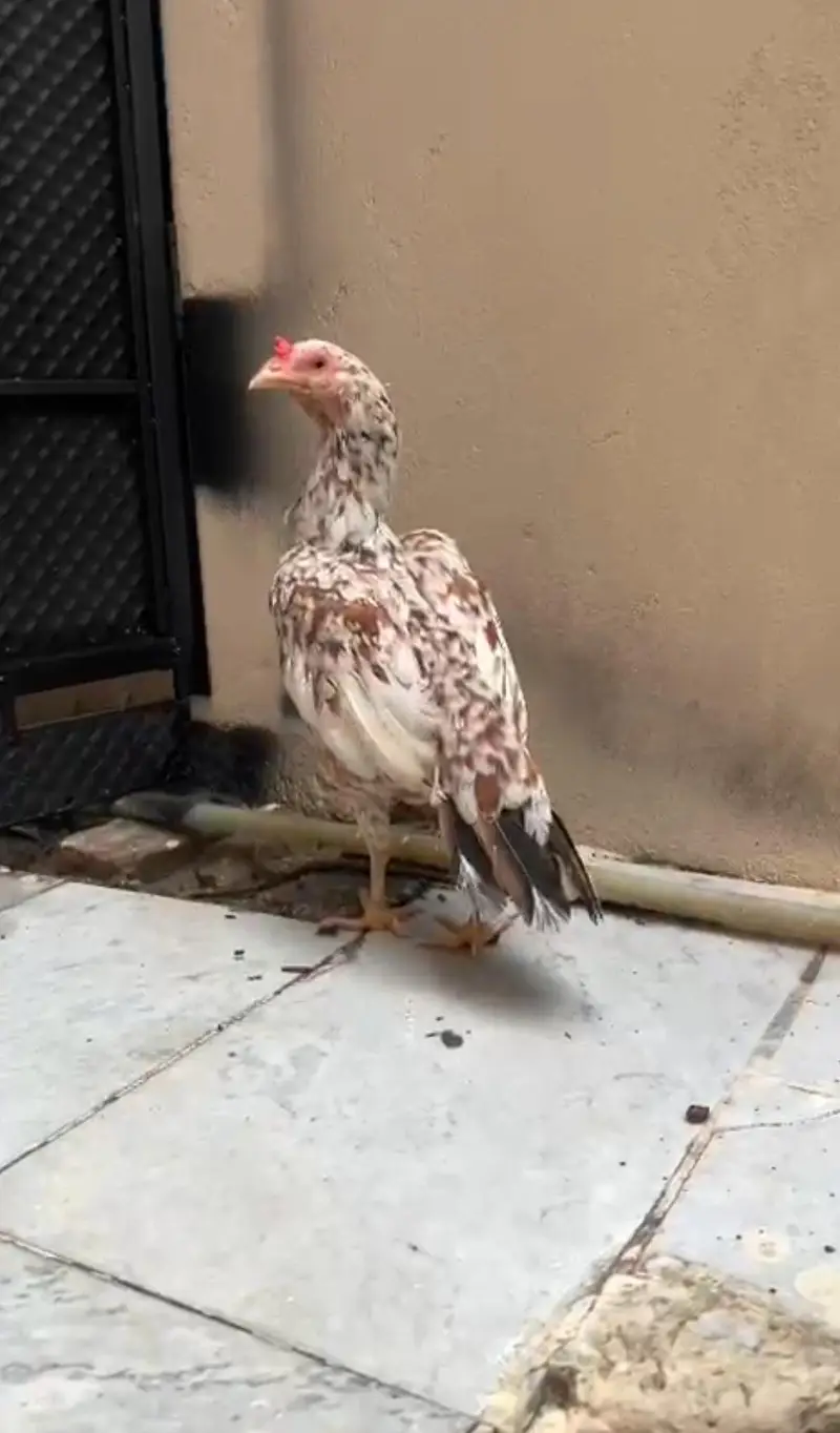 Old bloodline cheeni murgi available for sale — photo 2