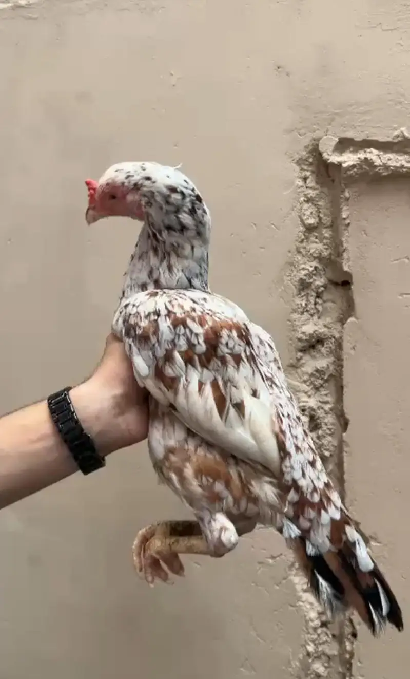 Old bloodline cheeni murgi available for sale — photo 3