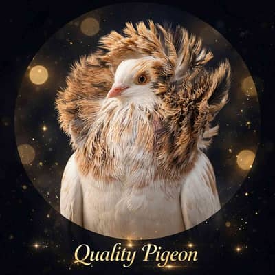 quality pigeon 