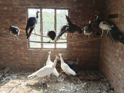 Peacocks