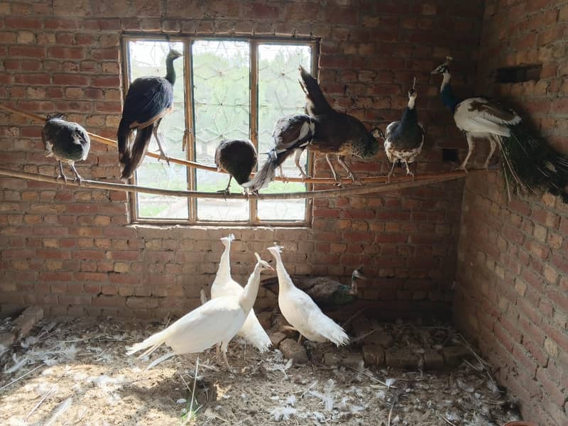 Peacocks 0