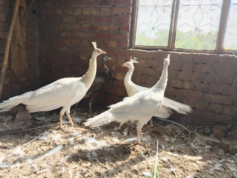Peacocks 1