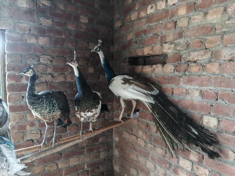 Peacocks 2