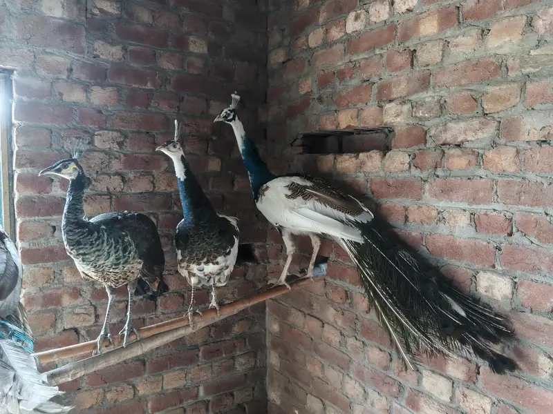Peacocks — photo 3