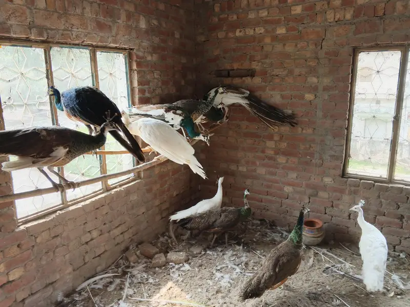 Peacocks — photo 4