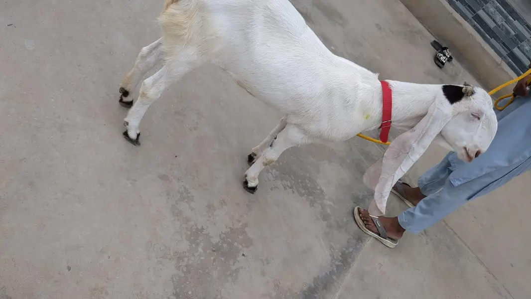 gulabi ablak put — photo 4