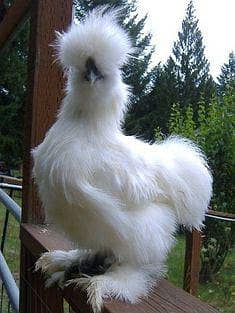 important hens