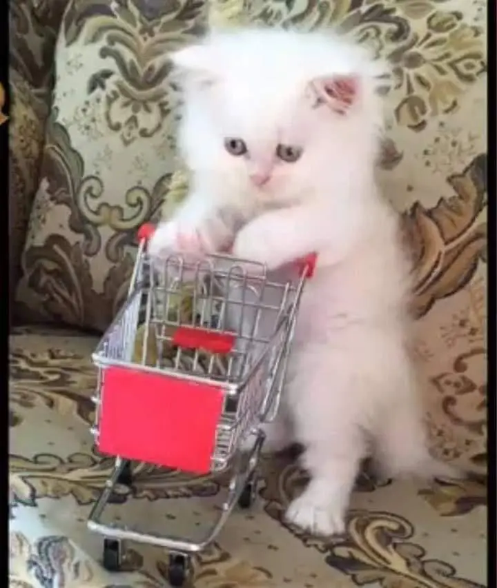 Persian cats My WhatsApp 03057080474 //@&#$@#$_ — photo 3
