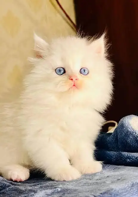 Persian cats My WhatsApp 03057080474 //@&#$@#$_ — photo 4