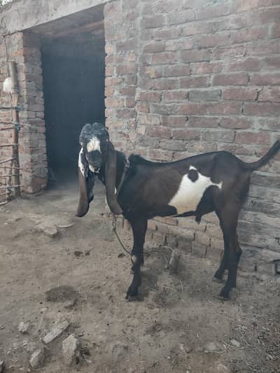 Pure Amritsari Nagra (son of thakur legend)
