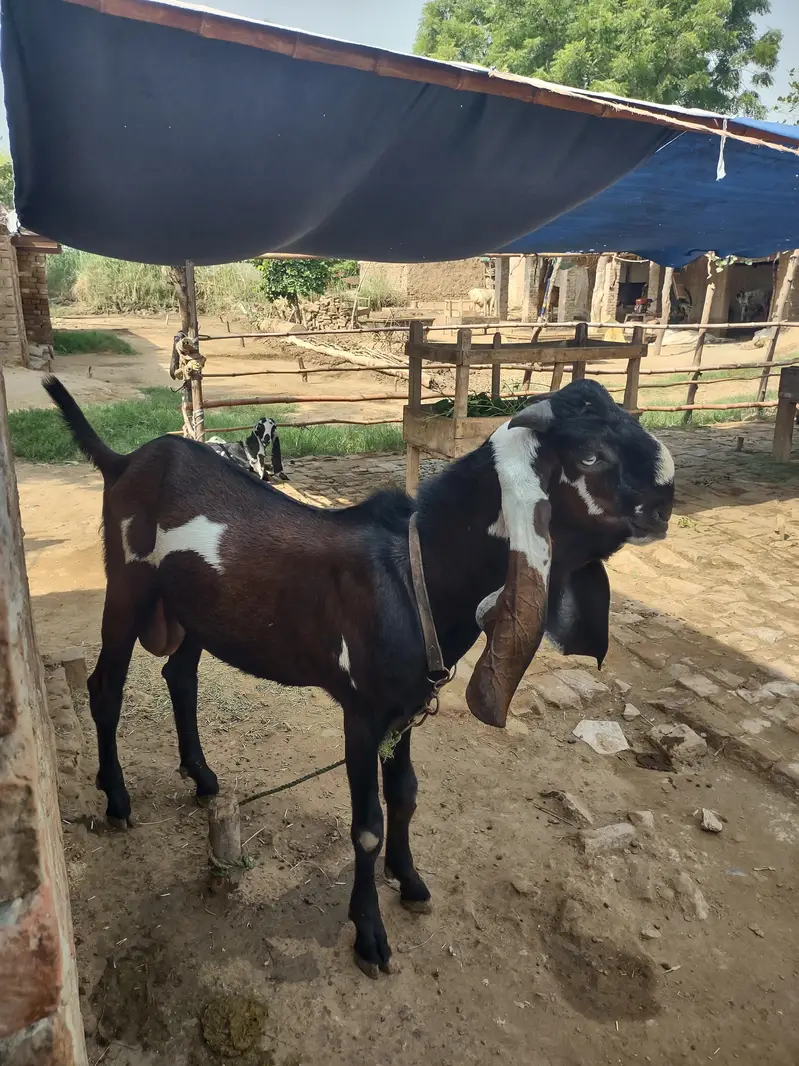 Pure Amritsari Nagra (son of thakur legend) — photo 2