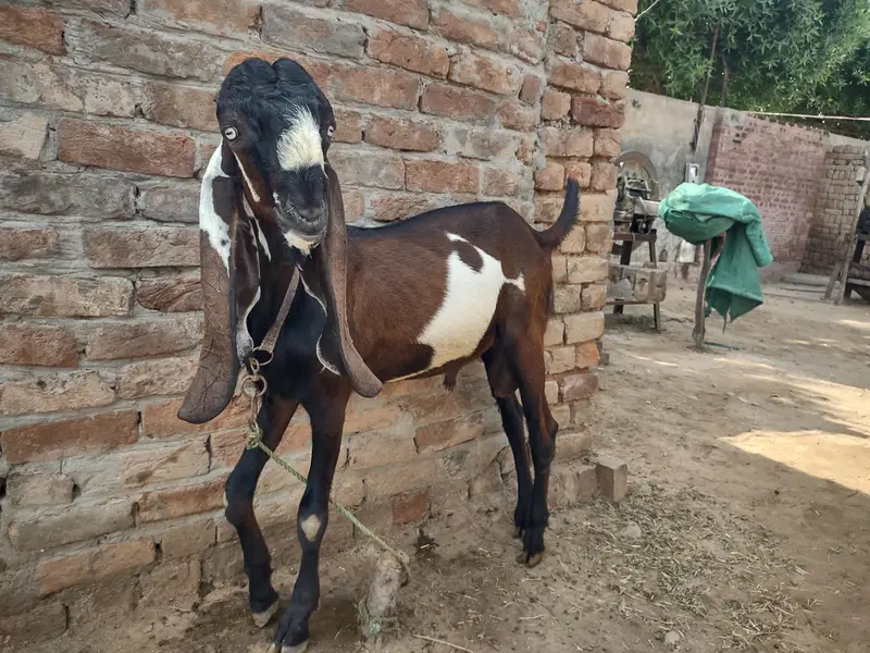 Pure Amritsari Nagra (son of thakur legend) — photo 3