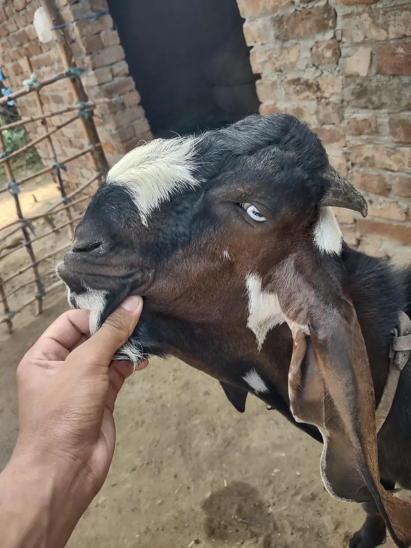 Pure Amritsari Nagra (son of thakur legend) — photo 4