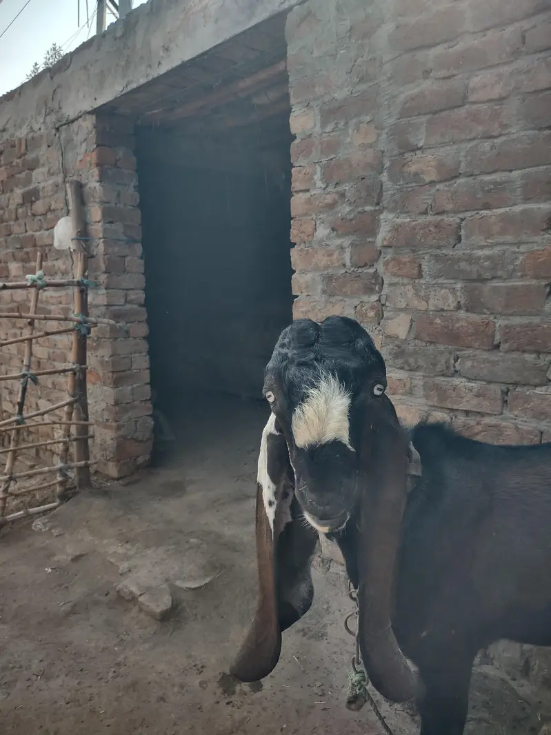 Pure Amritsari Nagra (son of thakur legend) — photo 5