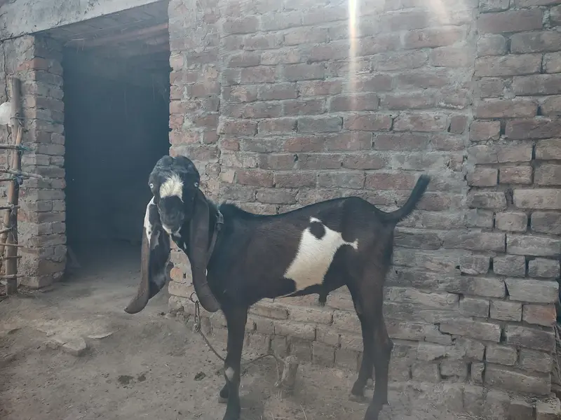 Pure Amritsari Nagra (son of thakur legend) — photo 6