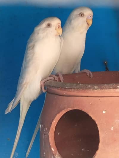 Red eyes parrots