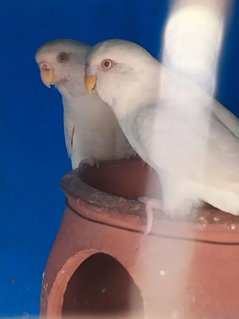 Red eyes parrots — photo 2