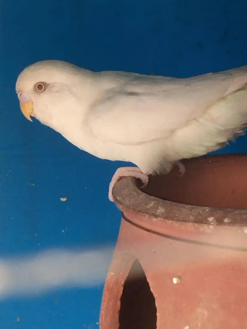 Red eyes parrots — photo 3