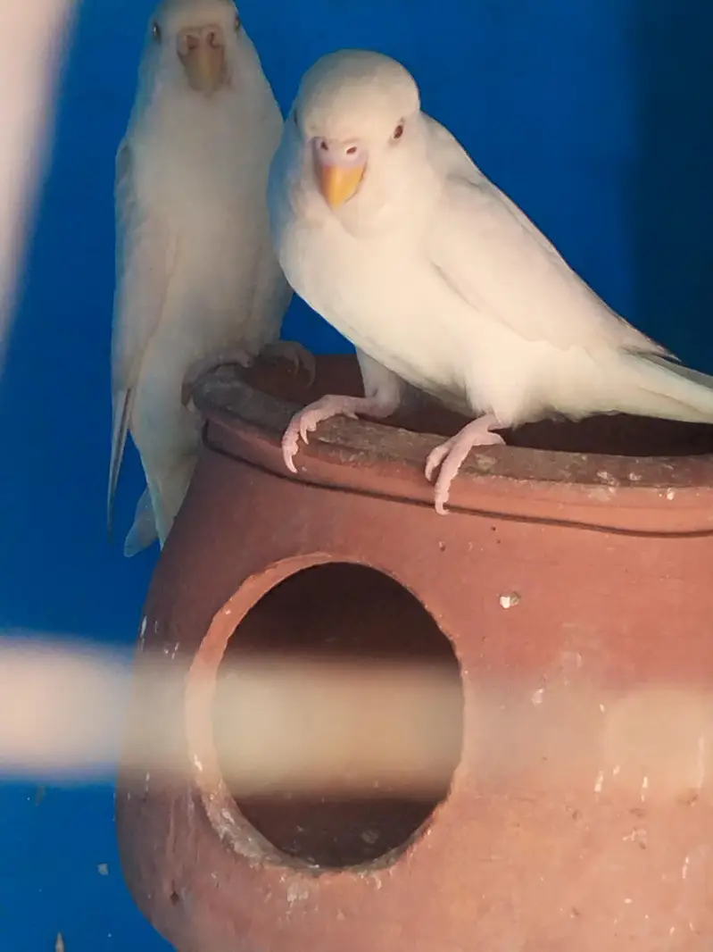 Red eyes parrots — photo 4