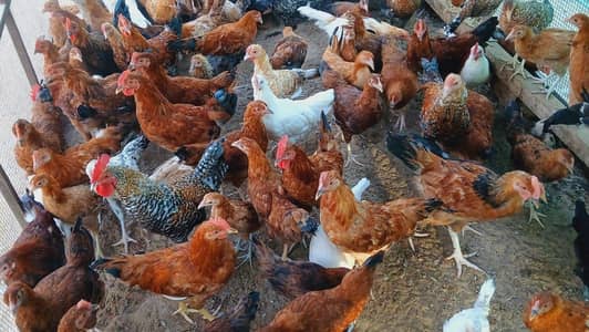 Golden Misri Hens For Sale