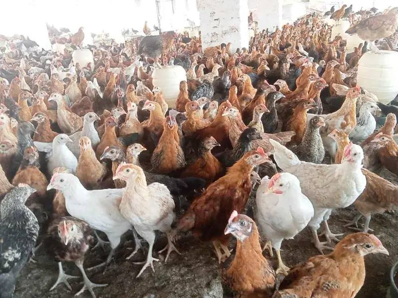 Golden Misri Hens For Sale — photo 2