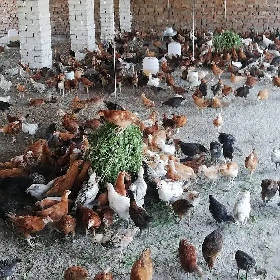 Golden Misri Hens For Sale — photo 3