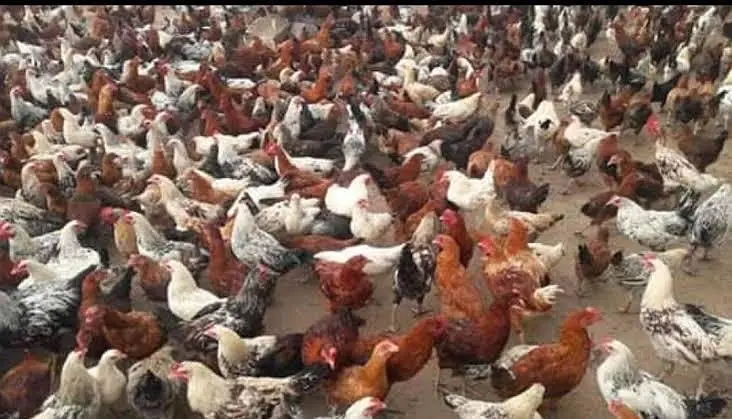 Golden Misri Hens For Sale — photo 4