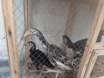 Aseel breed Fore sale