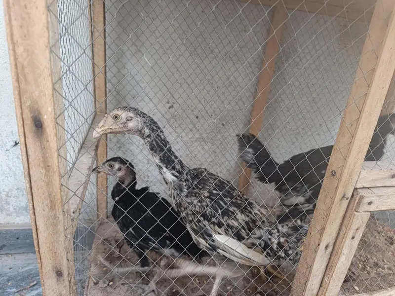 Aseel breed Fore sale