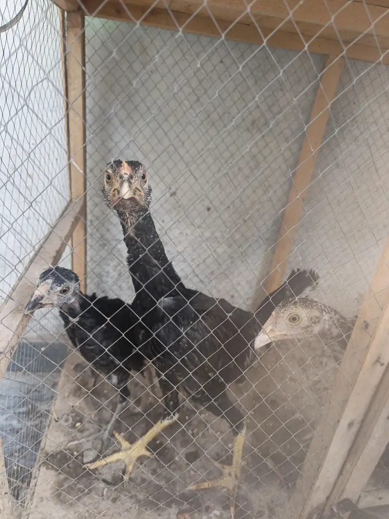 Aseel breed Fore sale — photo 2