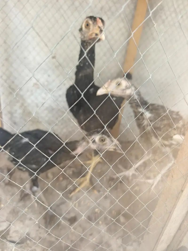 Aseel breed Fore sale — photo 3