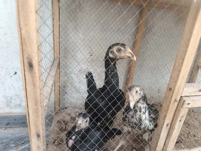 Aseel breed Fore sale — photo 4