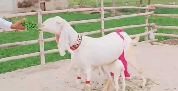 3 bacchon wali bakri gulabi for sale call+03228067847